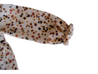Ranita Polita Brown
